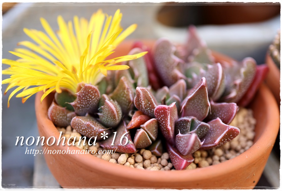 怪獣くん（フォーカリア）もピンクに紅葉中～♪ | 多肉植物 | nonohana色