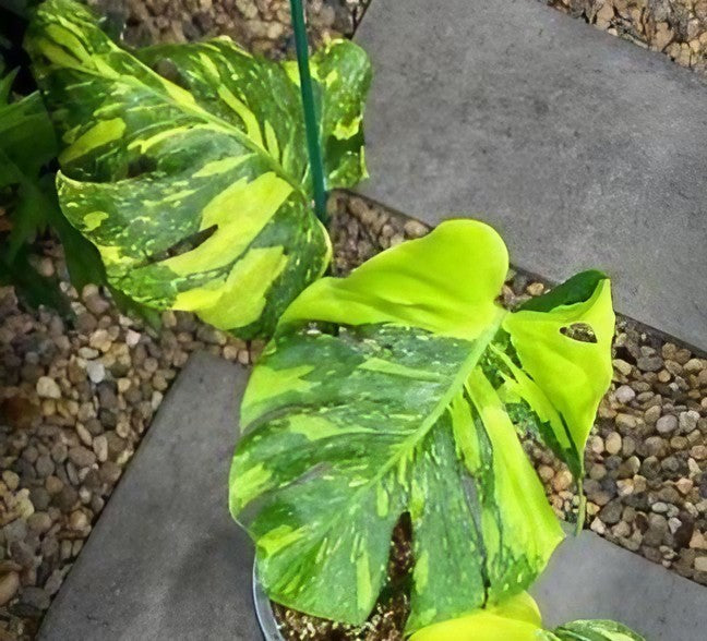 Monstera deliciosa 
