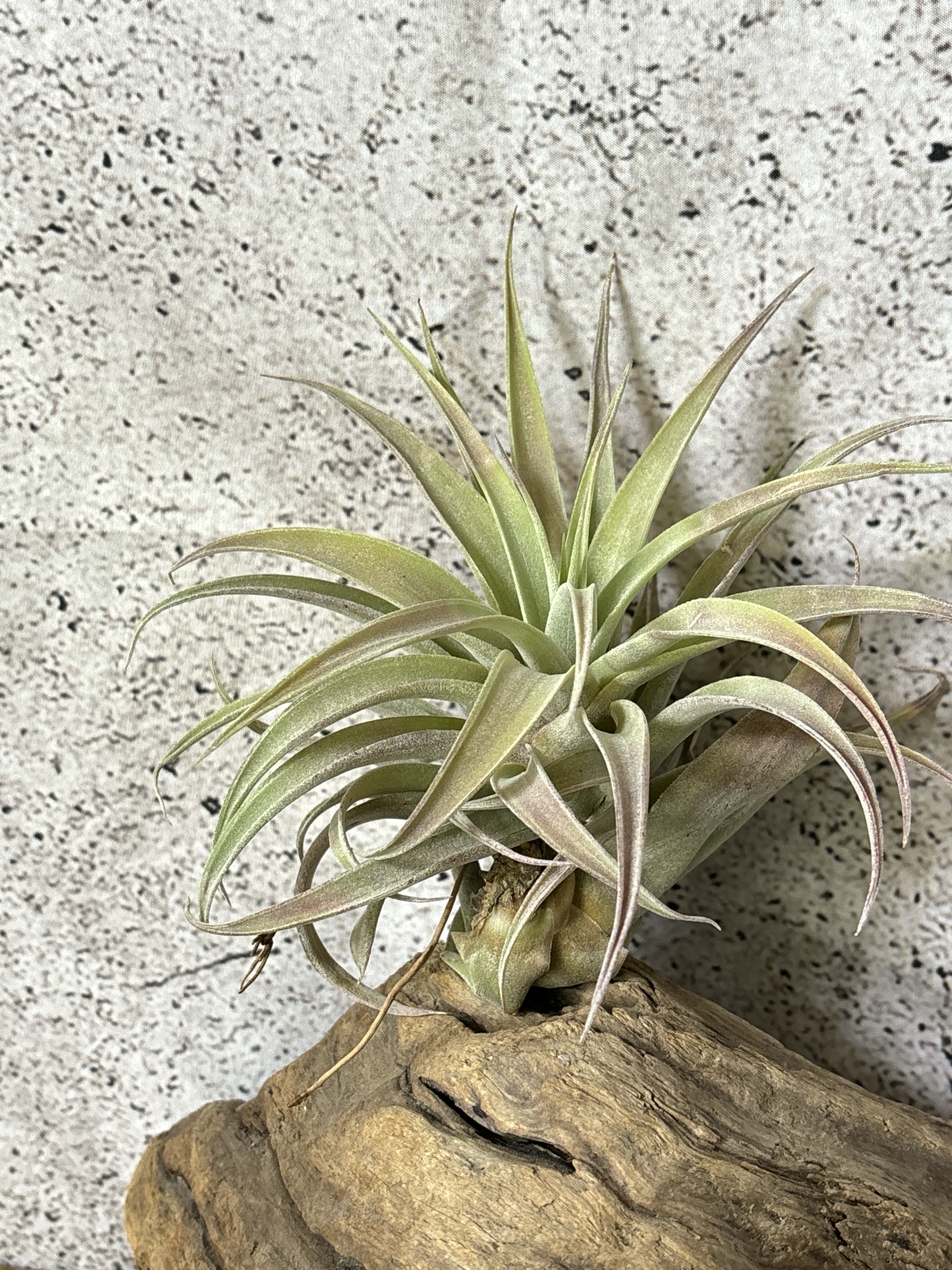 Frontier Plants】オンラインストア10月19日販売予定約70種類の価格と