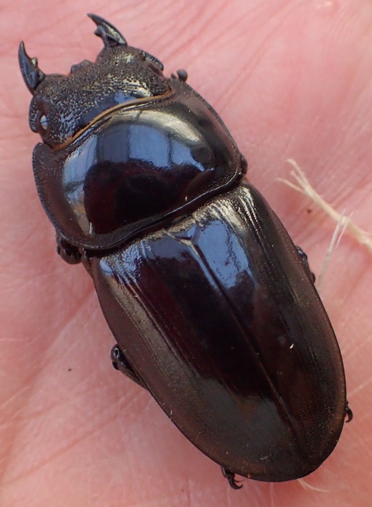 アルキデスヒラタクワガタ | 萌萌虫雑記帳