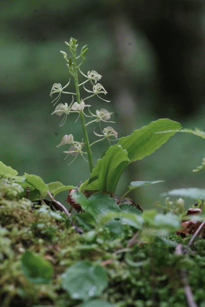 フガクスズムシソウ