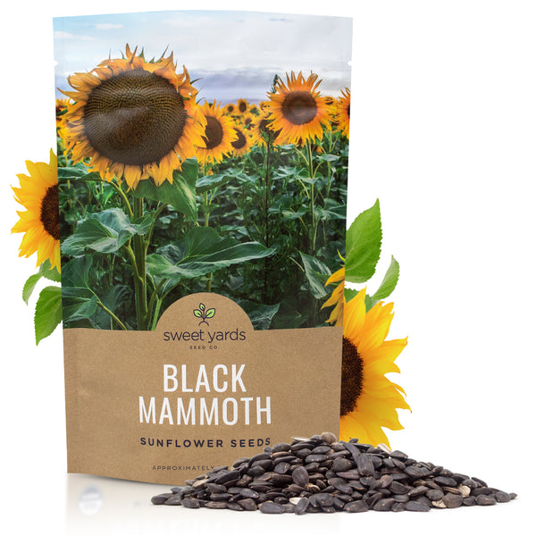 Black Mammoth Sunflower – Sweet Yards