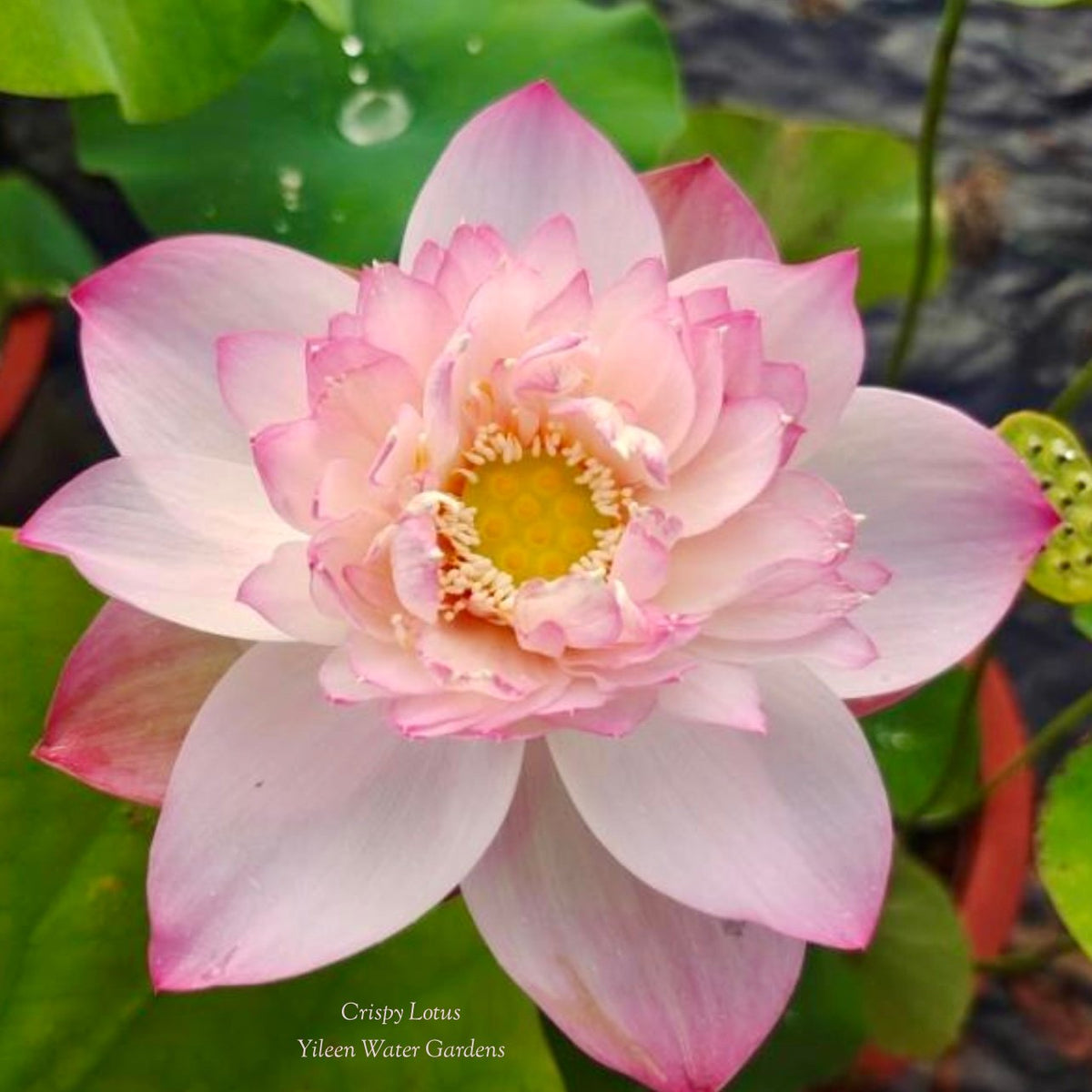Crisp Beauty - Fresh and Beautiful! – Ten Mile Creek Nursery