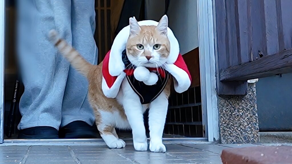 今夜21時「私の誕生日なのに、主役より目立つサンタ猫」をUPです | 元