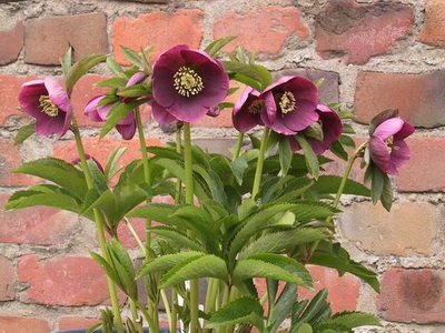 クリスマスローズのシングル （一重咲き） お買い得 4株 開花株セット販売