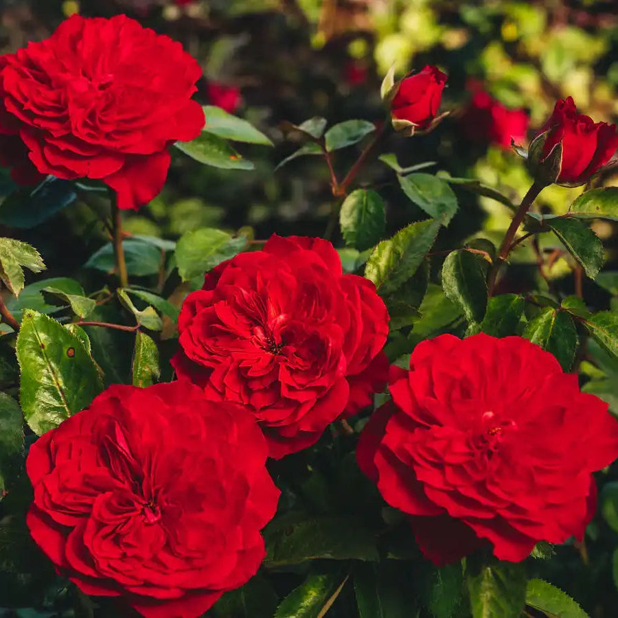 Balmoral™ – April & Ashley