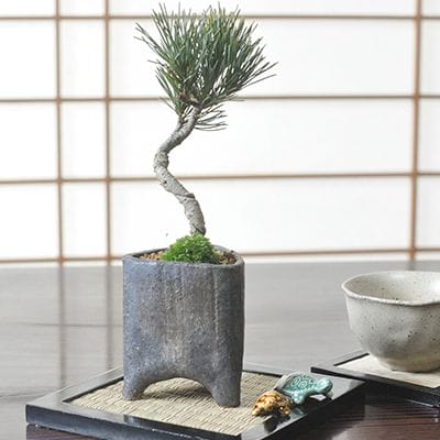 ミニ五葉松のはがね焼きモダン三角鉢の盆栽を販売｜入門は盆栽妙