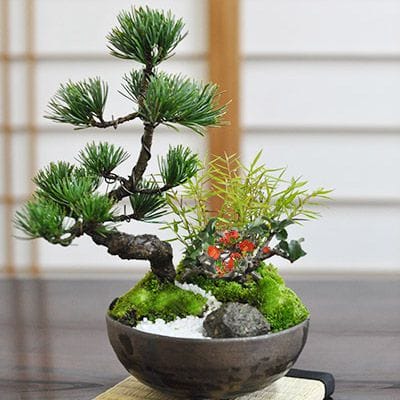 モダン松竹梅の盆栽を販売｜盆栽妙 – 盆栽妙 本店