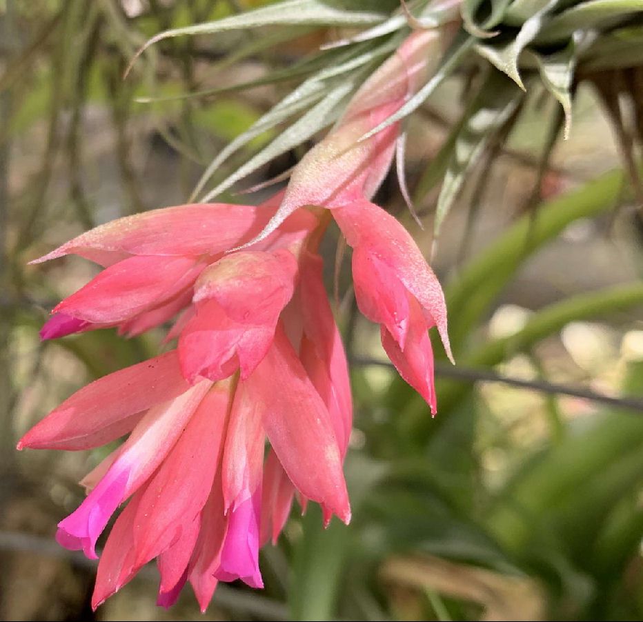 Bromeliads in Australia - Tillandsia roseiflora