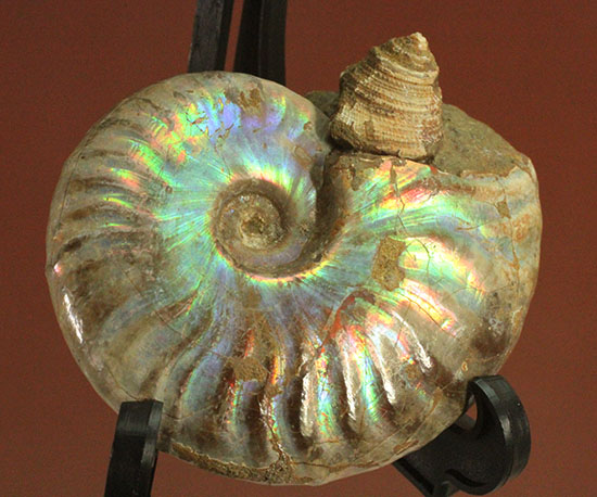 希少！まさかの共存！巻き貝とクレオニセラスのコラボレーション