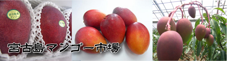 宮古島産マンゴーならおまかせください。 マンゴー苗木の情報も満載です！