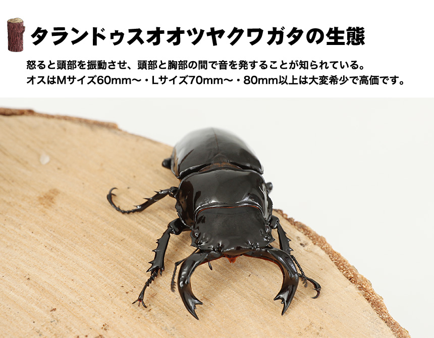 タランドゥスオオツヤクワガタ オス メス ペア LLサイズ オオクワガタ