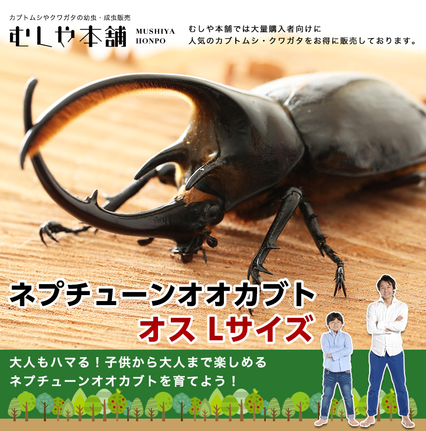 ネプチューンオオカブト 成虫 オス Lサイズ オオクワガタ幼虫