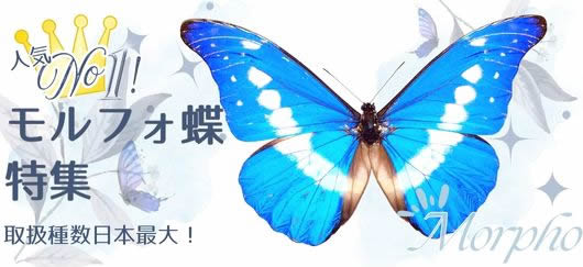 ゼフィリティスモルフォ , 蝶の標本 販売・通販のNatureShop|モルフォ