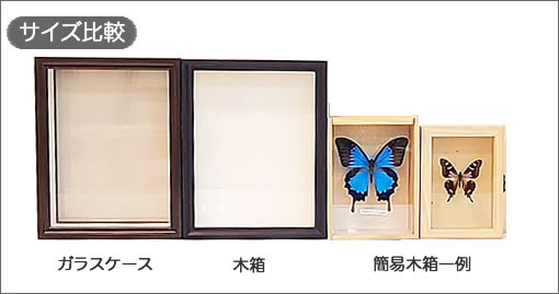 ムラサキコノハチョウ／裏展翅 , 蝶の標本 販売・通販のNatureShop