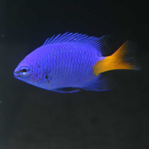 パウパウにいる海水魚の一部ご紹介「熱帯魚ショップパウパウアクア