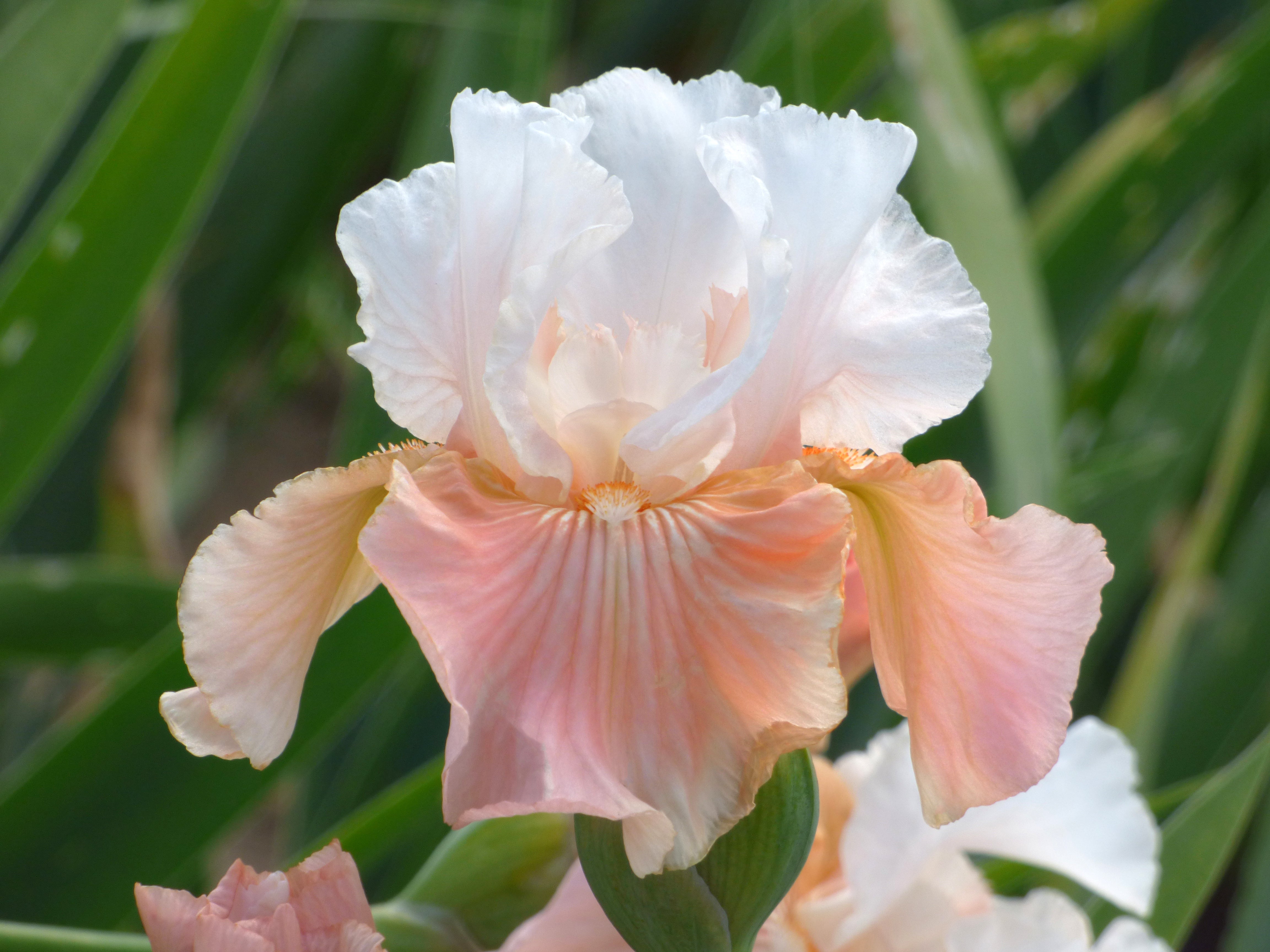 Paradise Valley | Tall Bearded Iris – Schreiner's Gardens