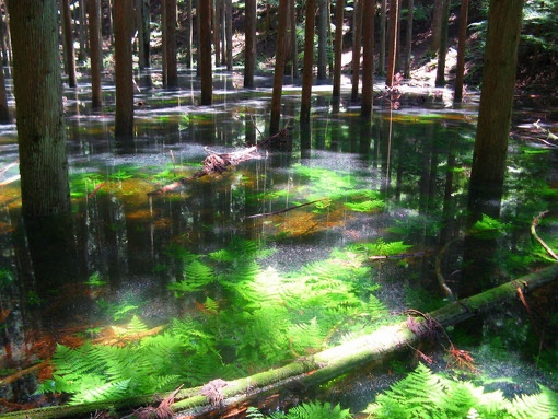 水窪に幻の池が出現したって！ | 栃もち本舗 小松屋製菓