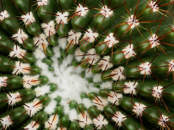 Olympus M.Zuiko Digital ED 30mm F3.5 Macro: DPReview | Photography