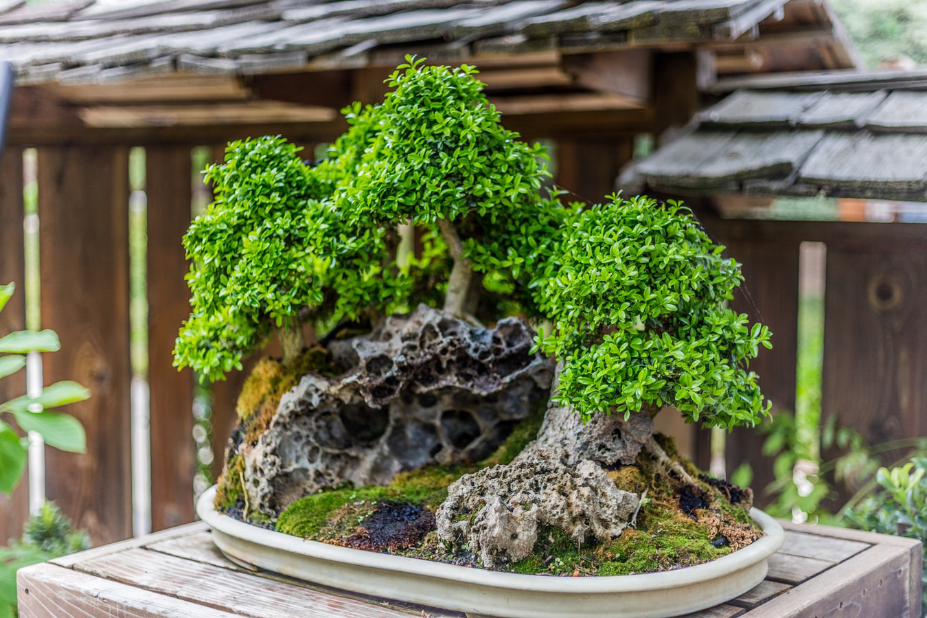 5分で盆栽を語れるコラム「自然と不自然の調和-BONSAI-」① | 匠