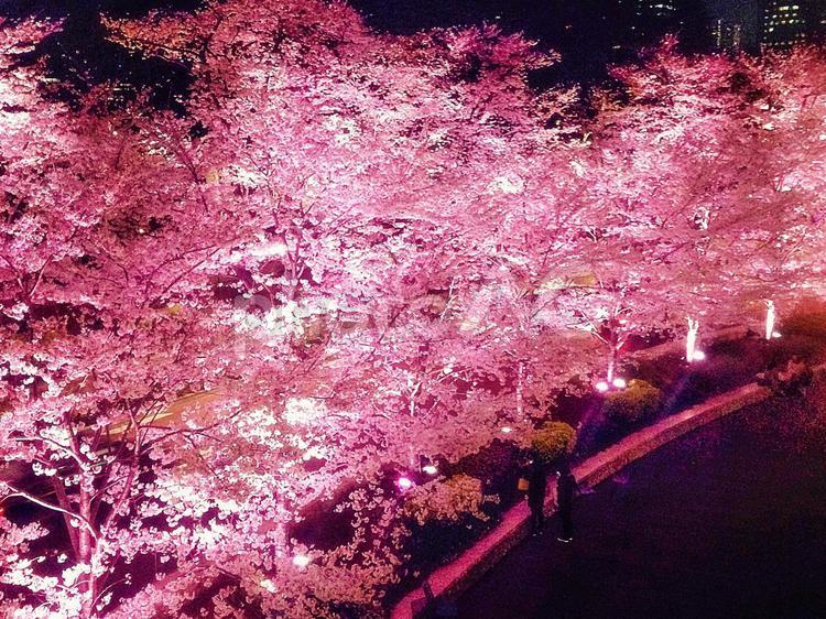 六本木 甘美な夜桜 - No: 913494｜写真素材なら「写真AC」無料（フリー