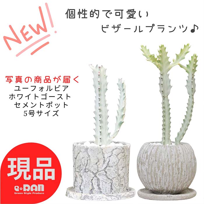 楽天市場】サボテン 白い毛の通販