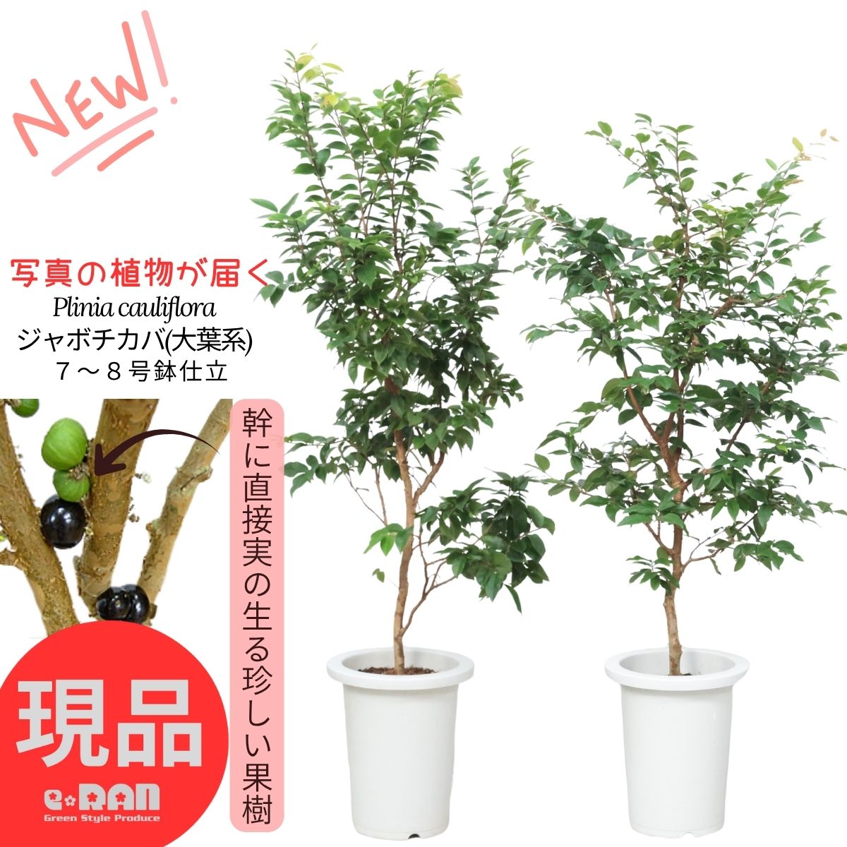 楽天市場】ジャボチカバの通販