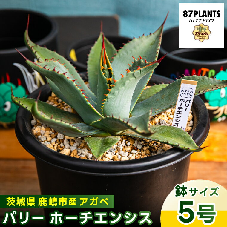 楽天市場】アガベ 吉祥天 パリーの通販