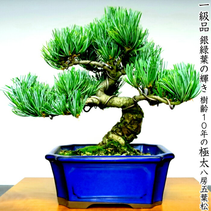 楽天市場】盆栽 五葉松（種類（植物）ゴヨウマツ（五葉松））の通販