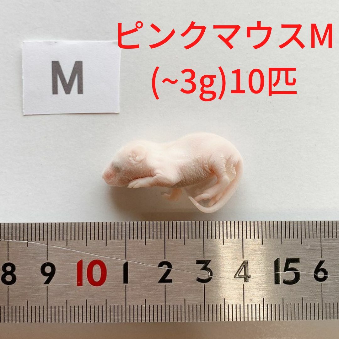 楽天市場】冷凍マウス 蛇の通販