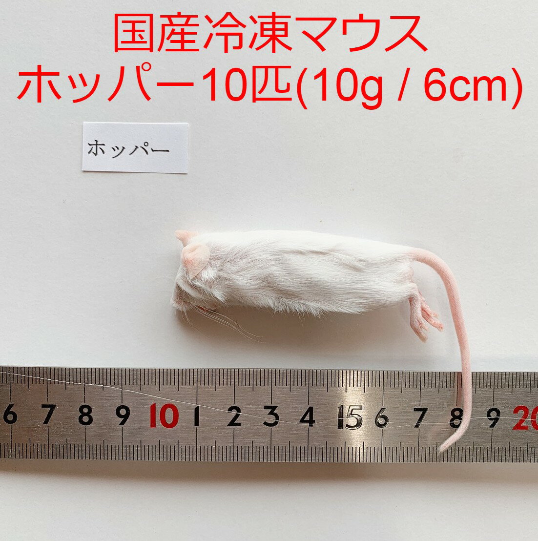 楽天市場】冷凍マウスの通販