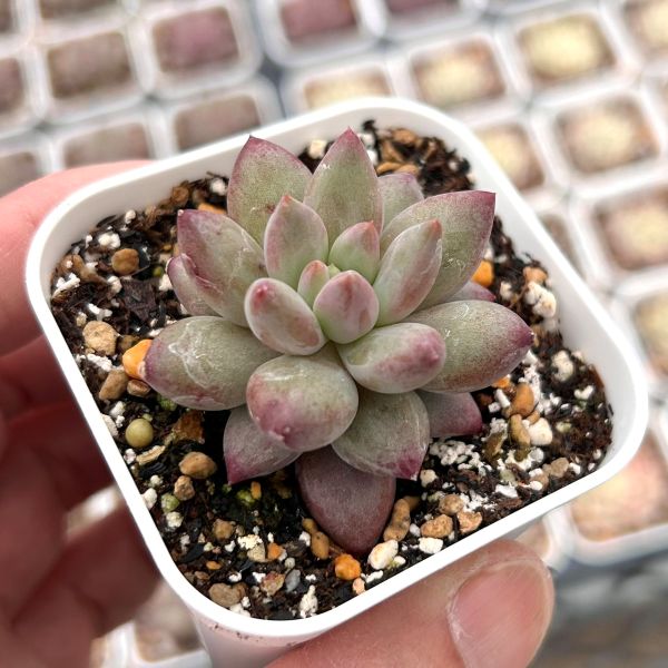 楽天市場】多肉植物エケベリアの通販