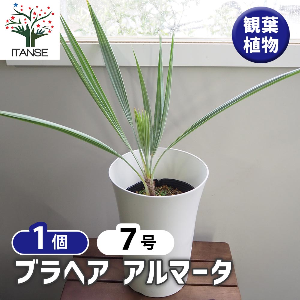 楽天市場】ブラヘア アルマータの通販