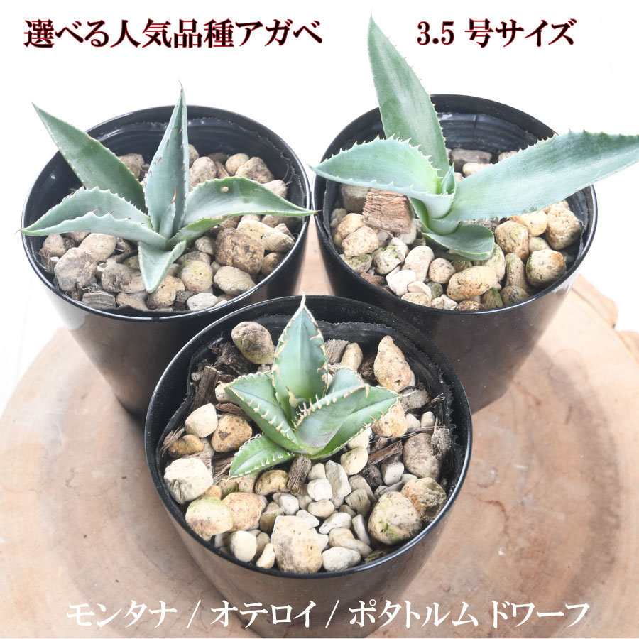 楽天市場】ドライガーデン（種類（植物）アガベ）の通販