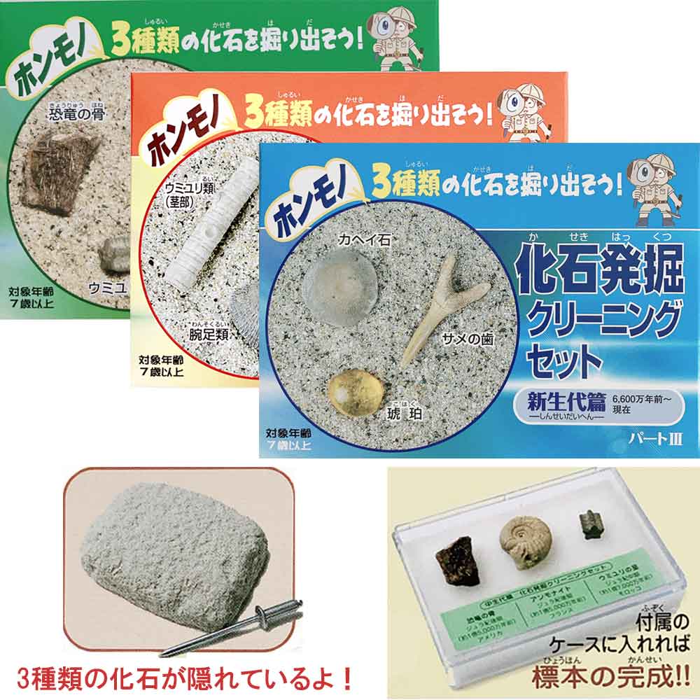 楽天市場】化石（標本・化石｜ホビー）の通販