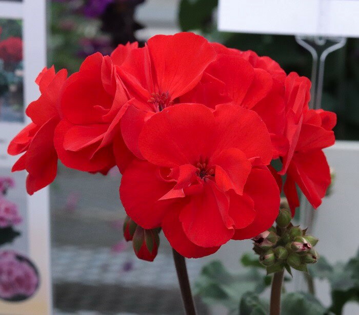 楽天市場】ゼラニウム 苗（花の苗物｜苗物）：ガーデニング・農業<花