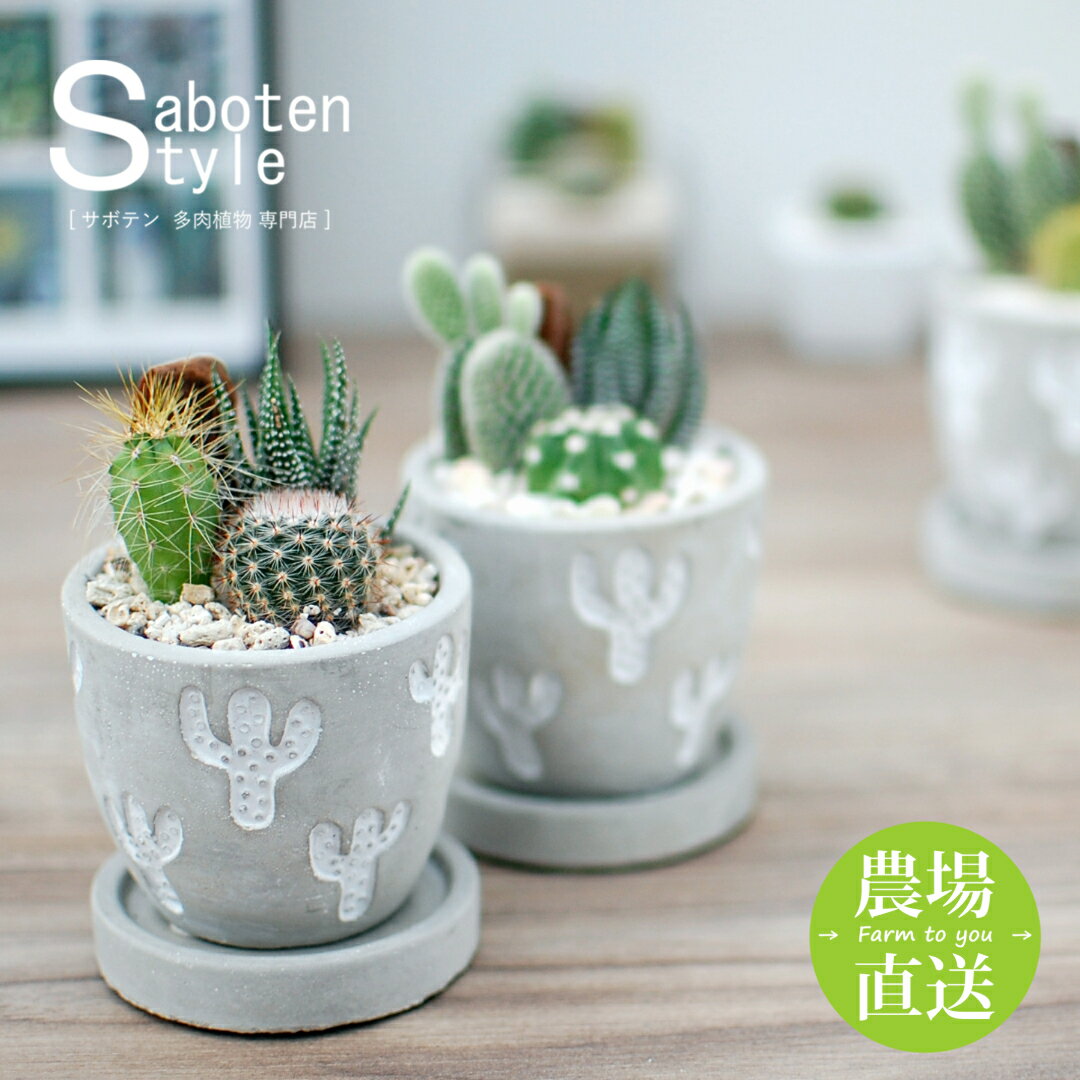 楽天市場】ミニサボテン（種類（植物）サボテン）の通販