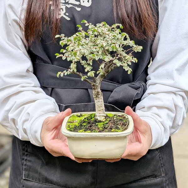 楽天市場】ケヤキ 盆栽（盆栽｜花・観葉植物）：花・ガーデン・DIYの通販