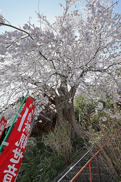 義仲桜」が見ごろ！ ☆上田市の岩谷堂の「樹齢800年」とされる