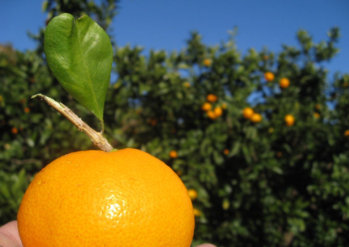 いとう THE MIKAN 100% - みかんジュース通販の東平屋