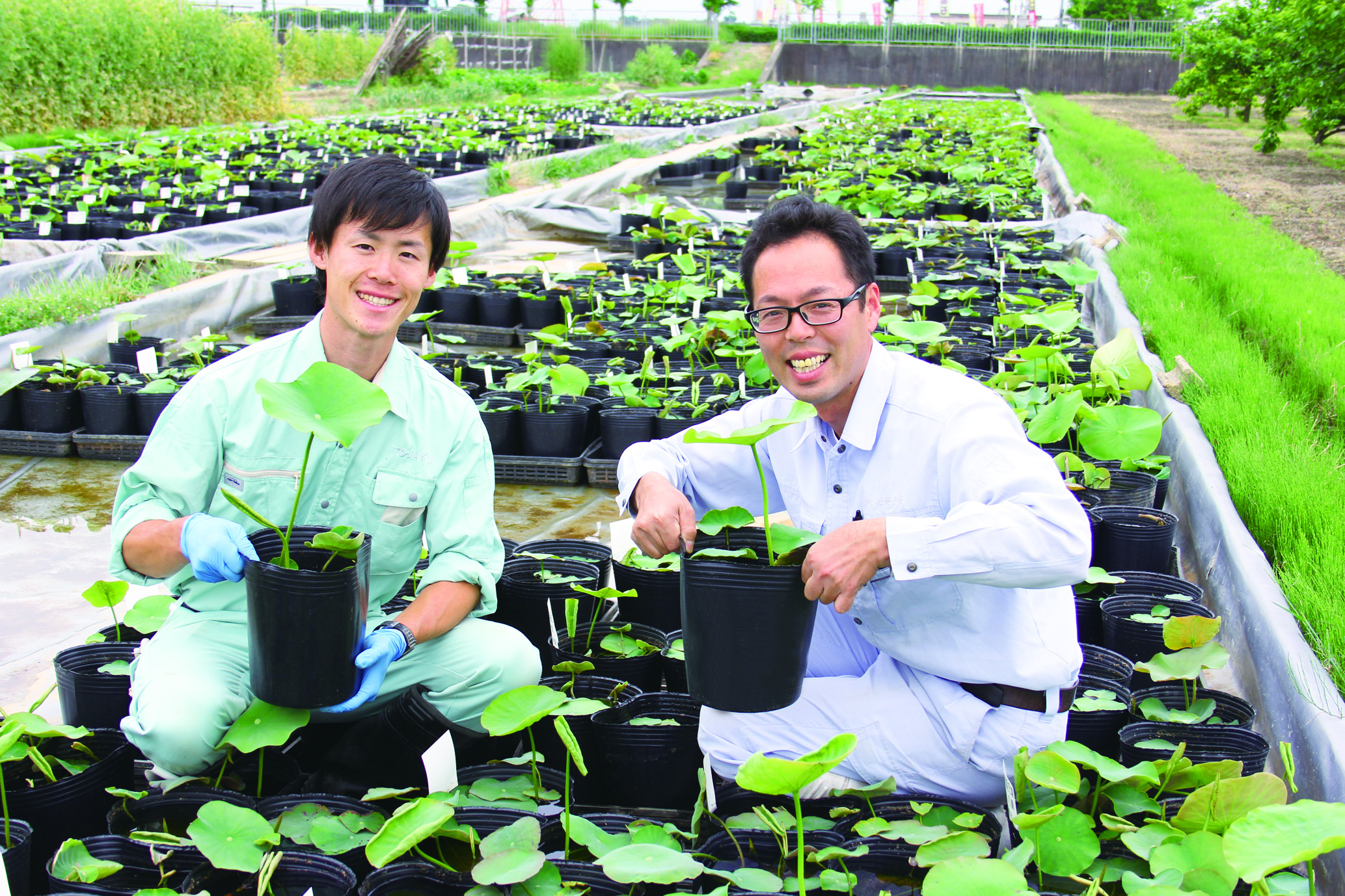 スタッフ厳選！大型蓮の栽培セット | 杜若園芸WEBショップ｜水草の生産