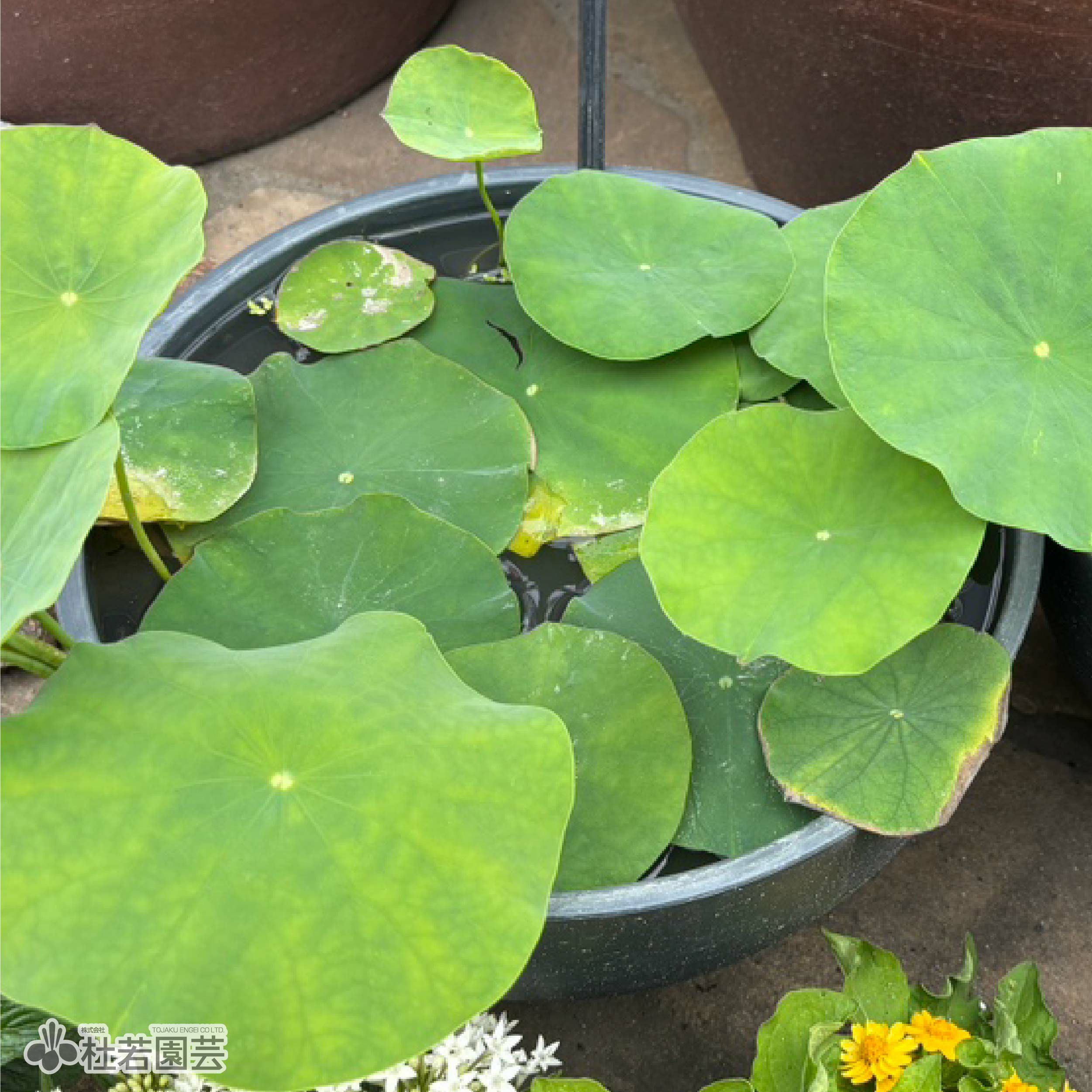 5袋までメール便対応】蓮たねものがたり-紫玉蓮(しぎょくれん)【小型種