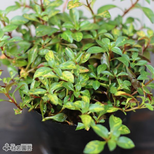 鈴木が厳選！寒さに強い！メダカの隠れ家水草4品種セット | 杜若園芸