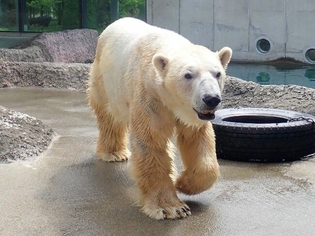 ホッキョクグマ「イワン」天国へ とくしま動物園｜徳島の話題｜徳島