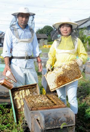 中国出身・梶浦さん（吉野川市）養蜂家に 嫁ぎ先はイチゴ農家、受粉が