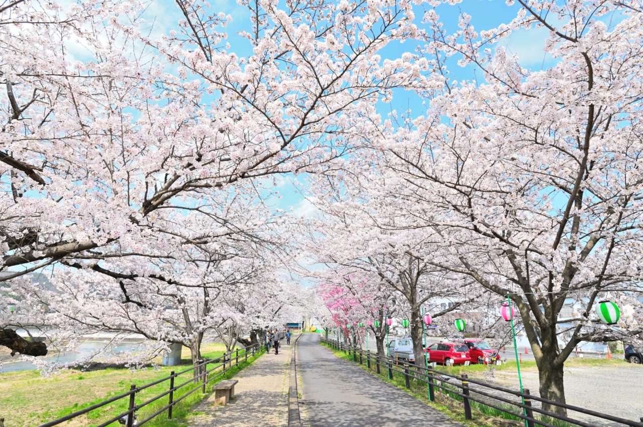 2025年ライトアップは3/31～4/12まで】瑞浪市の桜並木・夜桜のお花見