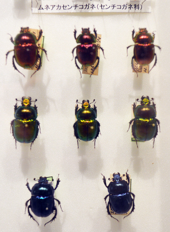 昆虫MANIAC展 徹底レポート5 ときてっと TOKITETO