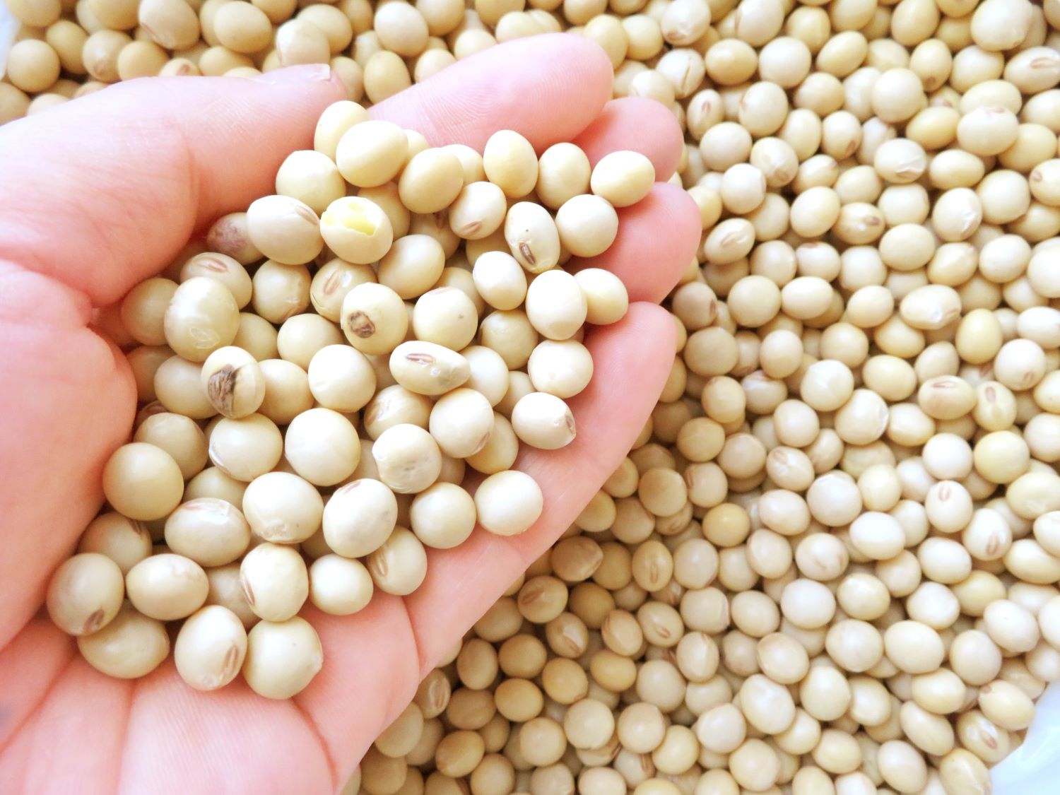 楽天市場】SS限定エントリーでP10倍訳アリ フクユタカ大豆 850グラム