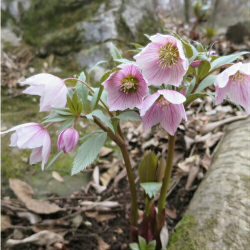 楽天市場】クリスマスローズのタネ 入手困難 チベタヌス 5粒 発芽用