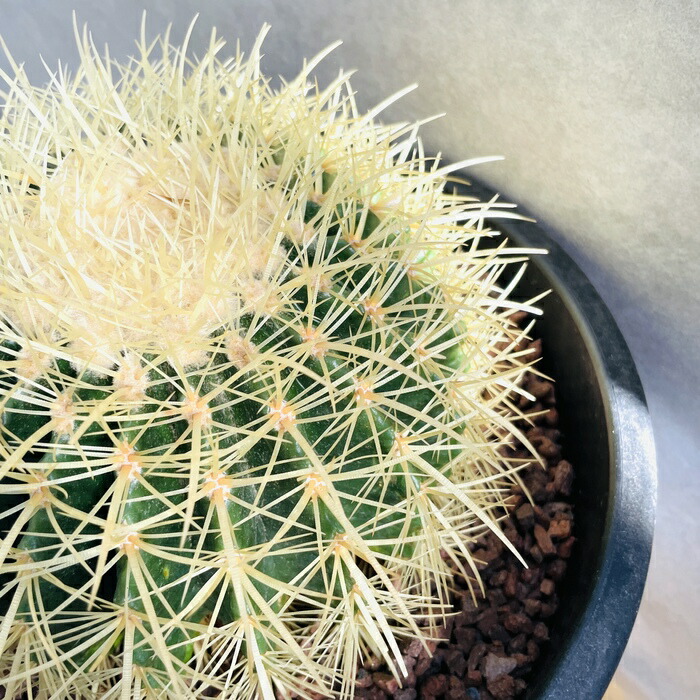 楽天市場】サボテンの王様 金鯱 12号鉢 大型 特大サイズ 観葉植物 多肉